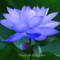 1 Professional Pack, 1 seed / pack, Blue Nelumbo Nucifera China Beautiful Lotus Pad Flower Pond Seed