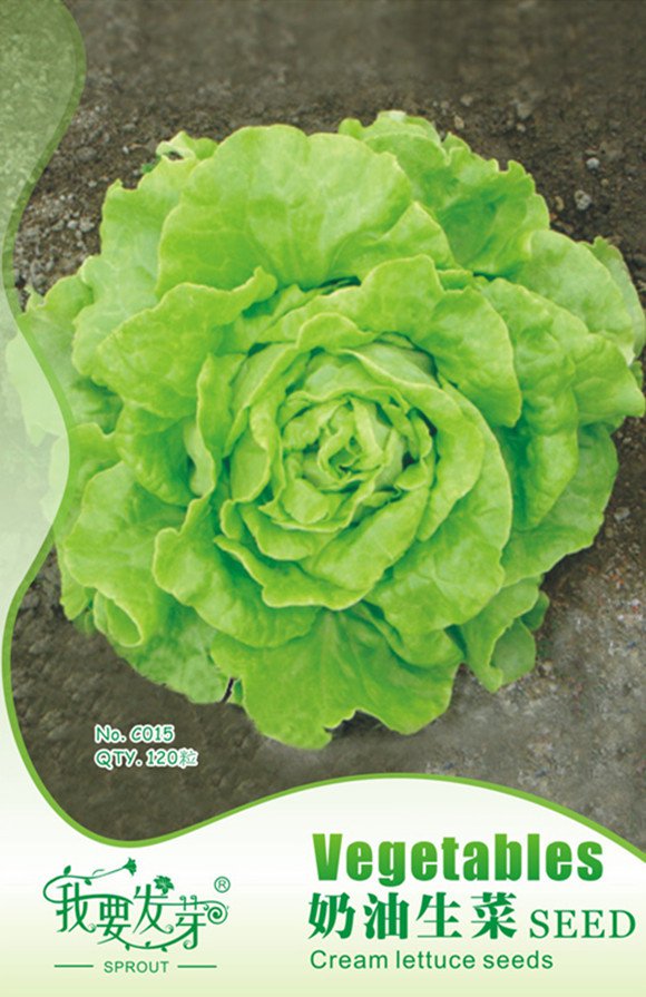 Original Pack, 120 Seeds / Pack, Cream Lettuce Seeds Butter Head Little Gem Organic Natural Vegetabl