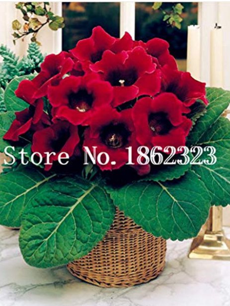 100 pcs/Bag Gloxinia Plant, Seed sinningia Gloxinia Bonsai, Charming Gloxinia Flower, Perennial Plan