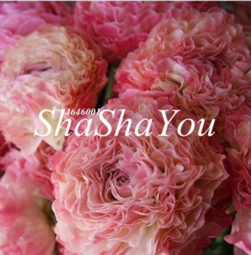 100 Pcs Rare Ranunculus Asiaticus Seed DIY Plants Easy to Grow Flower Garden Plants Home Garden Symb