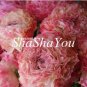 100 Pcs Rare Ranunculus Asiaticus Seed DIY Plants Easy to Grow Flower Garden Plants Home Garden Symb