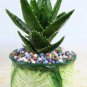 50 Pcs Green Aloe Vera Plants Edible Beauty Edible Cosmetic Vegetables and Fruit Seed Herb Tree Plan
