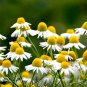 Resilient Chamomile Seeds - Thriving in Various Soil Types