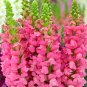 Bellfarm® Tall Pink Snapdragon Seeds
