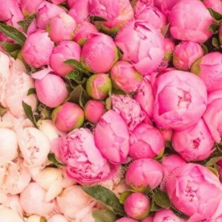 20pcs Rare Double Peony Seed Multicolor Perennial Peony Flowers Chinese Paeonia Suffruticosa Plants 