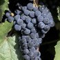 1 Professional Pack, 100 seeds / pack, Marquette Dark Blue Grape Seed Red Wine Grape Hardy Plant See