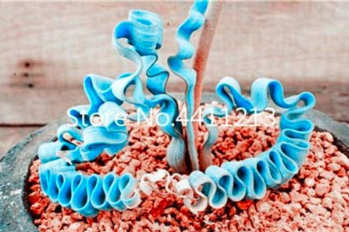 2000pcs Blue Spring Grass Rare Succulents Plant Funny Seed Planting Potted Plants for Home Garden Su