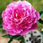 20pcs Rare Double Peony Seed Multicolor Perennial Peony Flowers Chinese Paeonia Suffruticosa Plants 