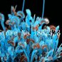 100 Pcs Potted Insectivorous Plants Dionaea Muscipula Giant Clip Venus Flytrap Seed Carnivorous Plan