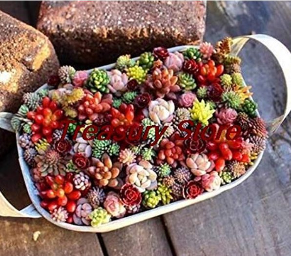 200 pcs/Bag Exotic Mini Succulent Cactus Rare Succulent Perennial Herb Plants Seed Pot Flower Indoor