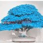20pcs/bag bonsai blue maple tree seeds Bonsai tree seeds. rare japanese sky blue maple seed. Balcony
