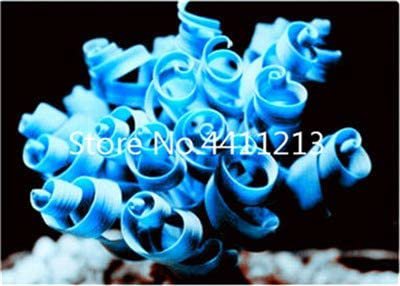 Kasuki 2000pcs Blue Spring Grass Rare Succulents Plant Funny Seed Planting Potted Plants for Home Ga