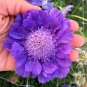 Bellfarm® Scabiosa caucasica 'Fama Deep Blue'