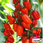 Easy-to-Grow Elegance: 5 Bags (200 Seeds / Bag) of 'Red Saint' Cherry Tomatoes