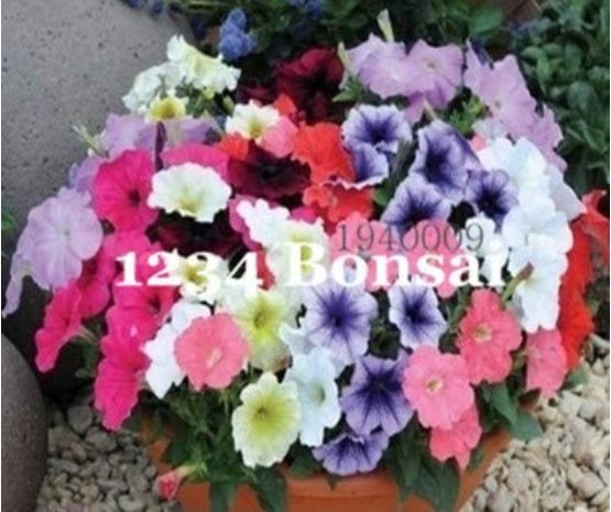Kasuki Seed Flower Flores Exotic Indoor Seed Lavendar Geranium Rosa Moss Potted Plants Balcony Seed 