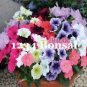 Kasuki Seed Flower Flores Exotic Indoor Seed Lavendar Geranium Rosa Moss Potted Plants Balcony Seed