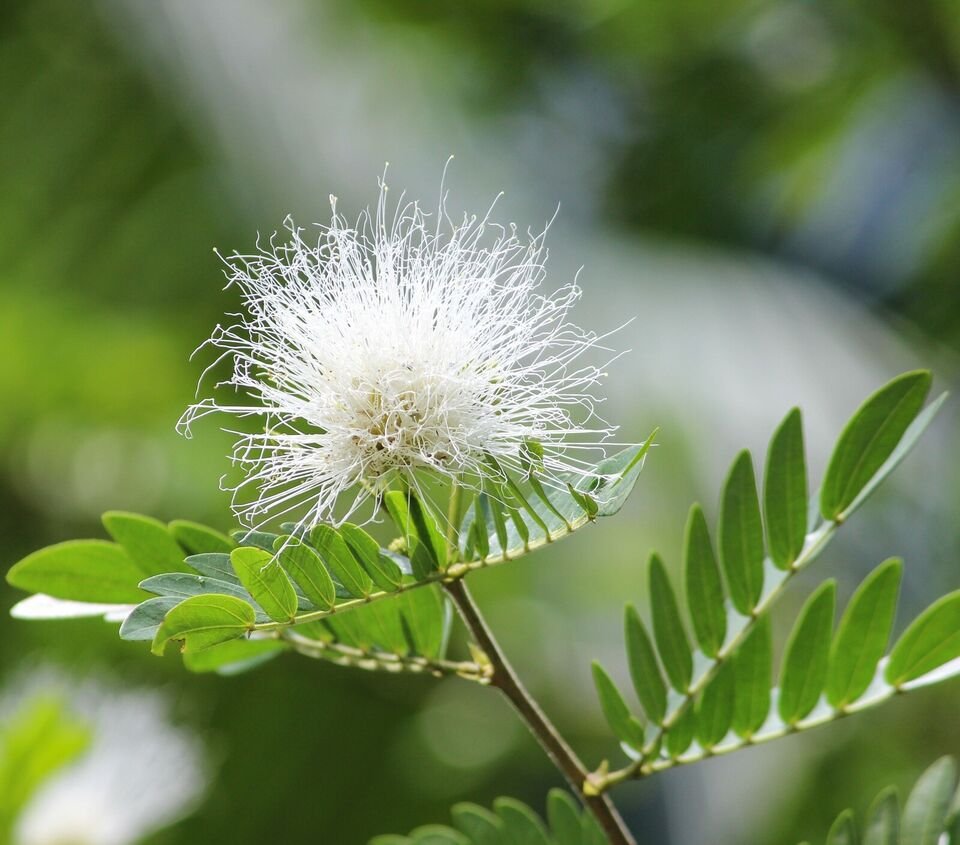10 Flowering White Mimosa seeds