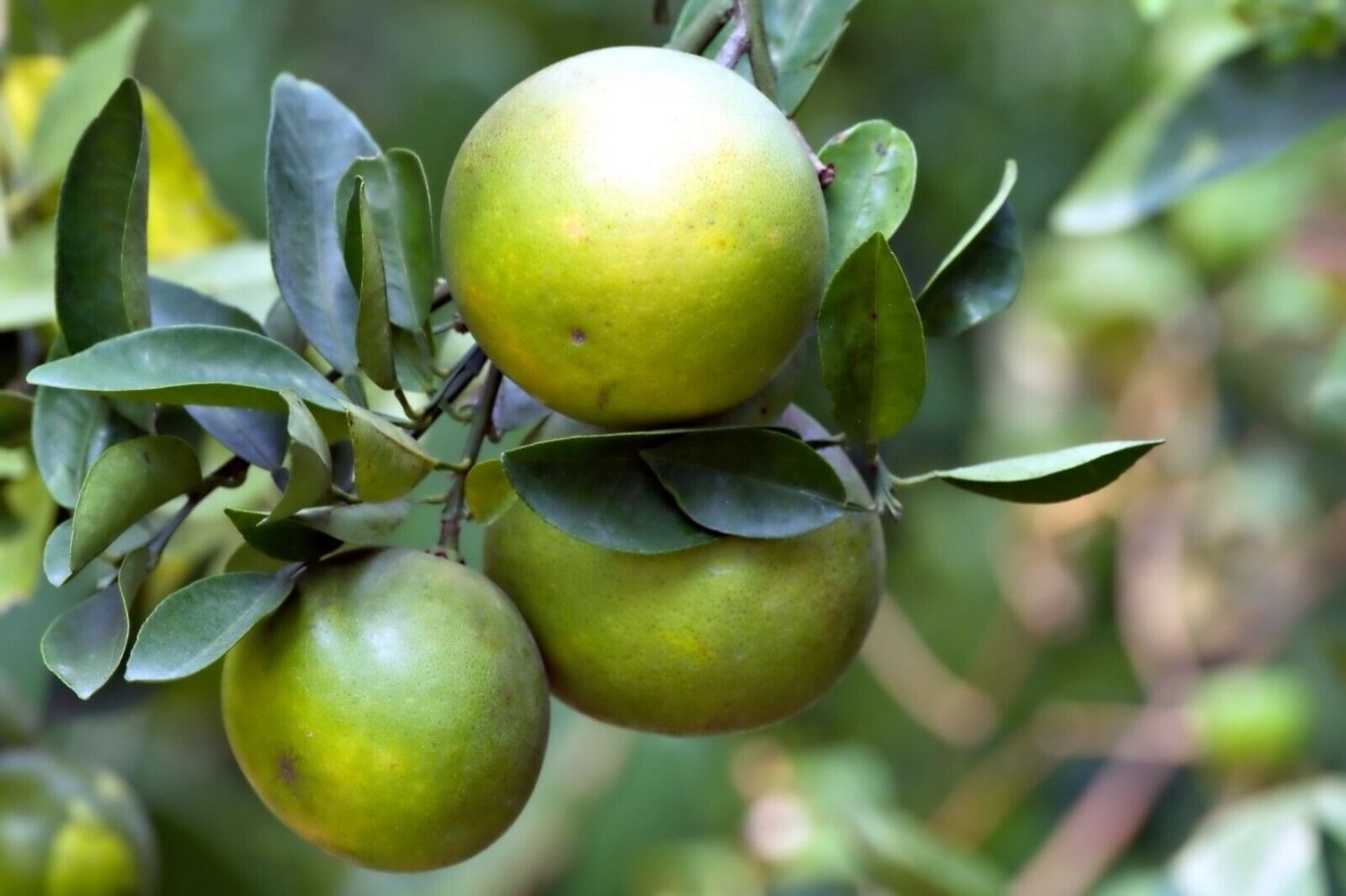 5 Seeds Dwarf Organic Pomelo Citrus {Citrus Maxima}