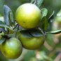5 Seeds Dwarf Organic Pomelo Citrus {Citrus Maxima}