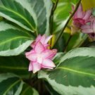 25 Brazilian Star Calathea Seeds for Garden Planting