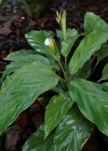 25 Eclipse Calathea Seeds for Garden Planting