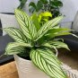 25 Elliptica Calathea Seeds for Garden Planting
