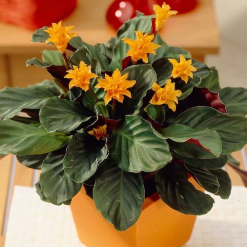 25 Eternal Flame Calathea Seeds for Garden Planting