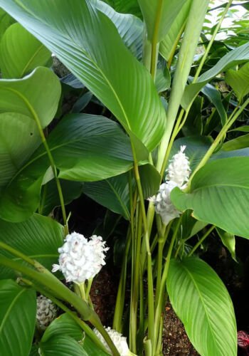 25 Ice Blue Calathea Seeds for Garden Planting