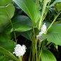 25 Ice Blue Calathea Seeds for Garden Planting
