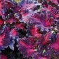 50 Seeds Coleus Black Dragon Coleus