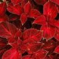 50 Seeds Coleus Wizard Velvet Red Flower