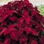 50 Seeds Coleus Wizard Scarlet Flower