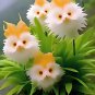 Dazzling Cat's Eye Seeds - 50 Seeds - Owl Flower Color