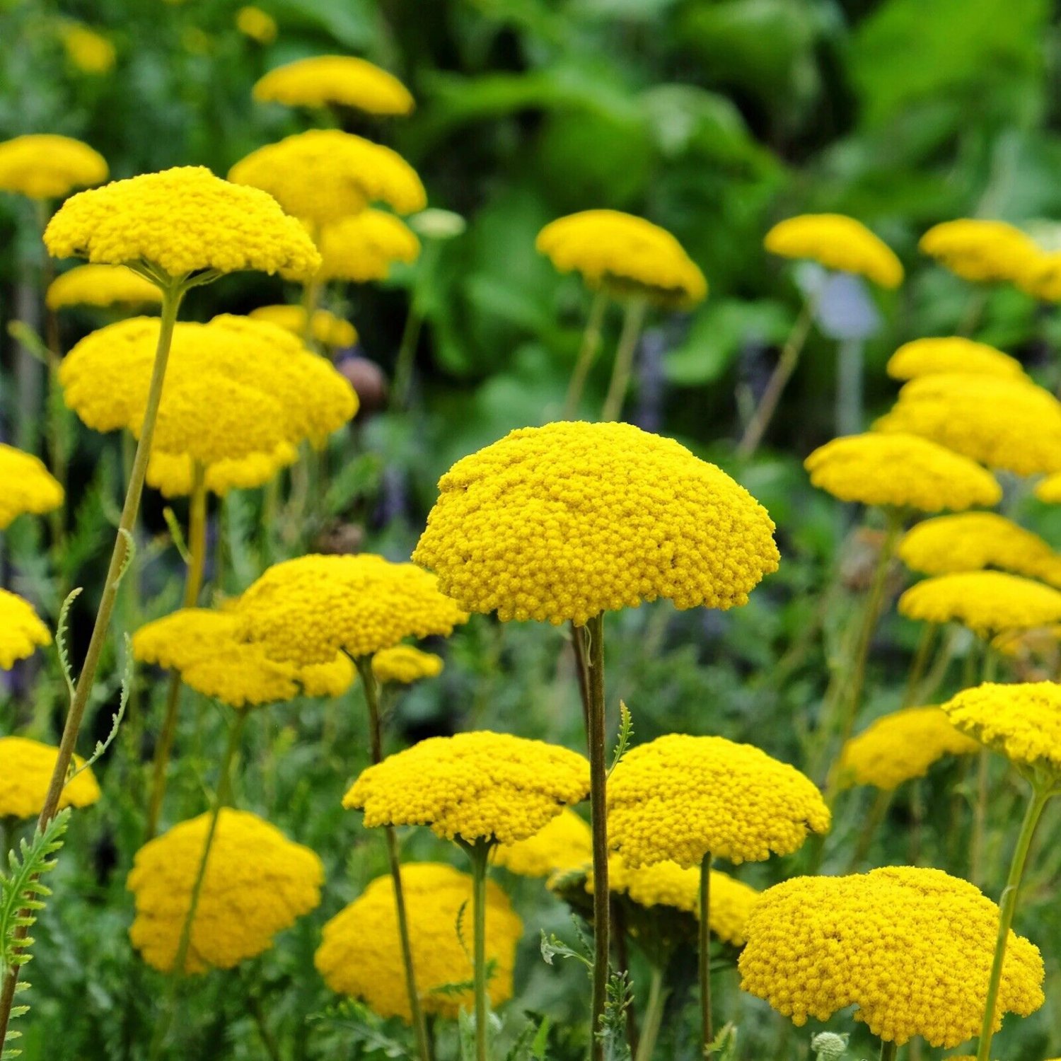 Gold Yarrow Seeds Non-GMO