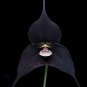 100 Black Monkey Face Orchid Perennial Seeds