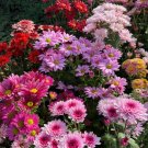 Mixed Perennial Chrysanthemum Seeds. - 200 Seeds