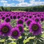 Purple Sunflower Seeds - Field ‘Violet Glow’ - 50 Seeds