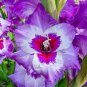 Gladiolus Vista Seeds - 50 Seeds