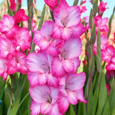 Gladiolus Sing - 50 Seeds