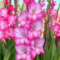 Gladiolus Sing - 50 Seeds