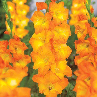 Gladiolus Peter Pears - 3 Bulbs