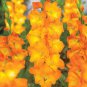 Gladiolus Peter Pears - 3 Bulbs