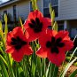 Red Cat Paw Gladiolus Seeds - 2 Seeds