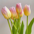 Spring NEW Tulip first loveseeds - 25 Seeds