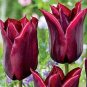 Late-Flowering Tulip Lasting Love - 50 Seeds