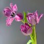 Purple Frill Tulip seeds - 20 Seeds