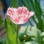 Pink Frill Tulip seeds - 20 Seeds