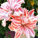 Amaryllis Dancing Queen (Hippeastrum) seeds - 50 Seeds Amaryllis Dancing Queen (Hippeastrum) seeds - 50 Seeds
