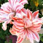 Amaryllis Dancing Queen (Hippeastrum) seeds - 50 Seeds