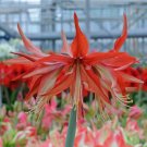Amaryllis Sumatra (Hippeastrum) seeds - 50 Seeds Amaryllis Sumatra (Hippeastrum) seeds - 50 Seeds